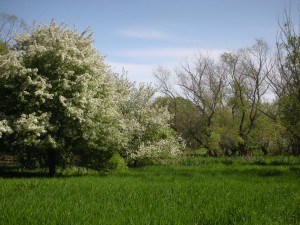 Spring in Bussey Brook Meadow