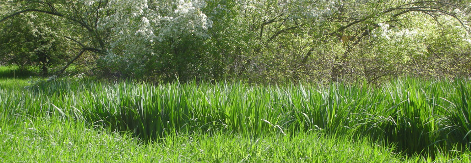 Spring in the Meadow