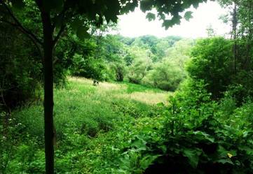 Bussey Brook Meadow