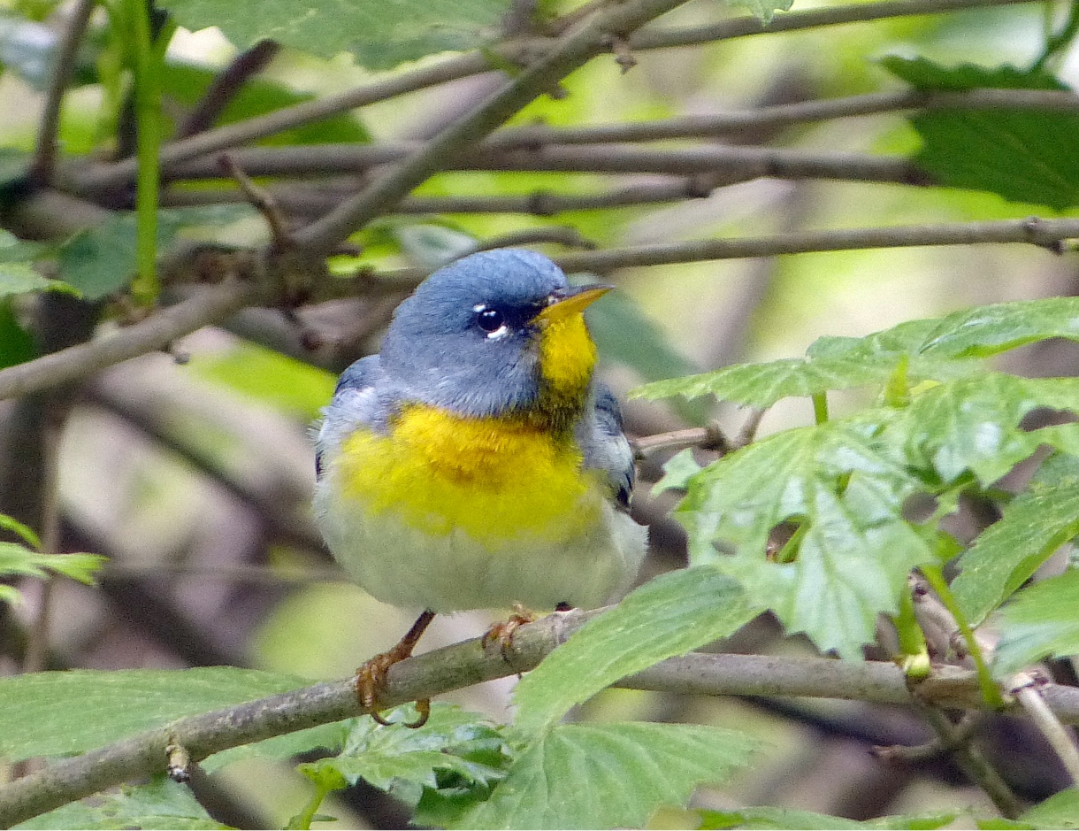 Bird Walk May 18, 2014