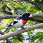 May Bird Walk 2024