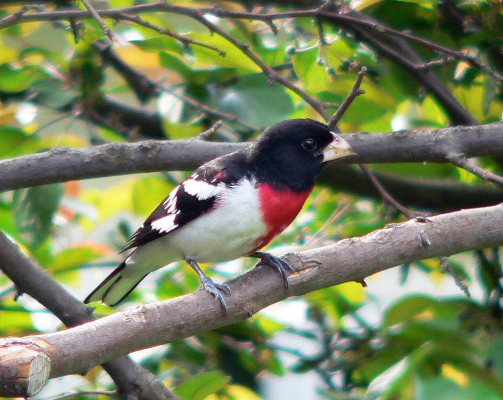 May Bird Walk 2024