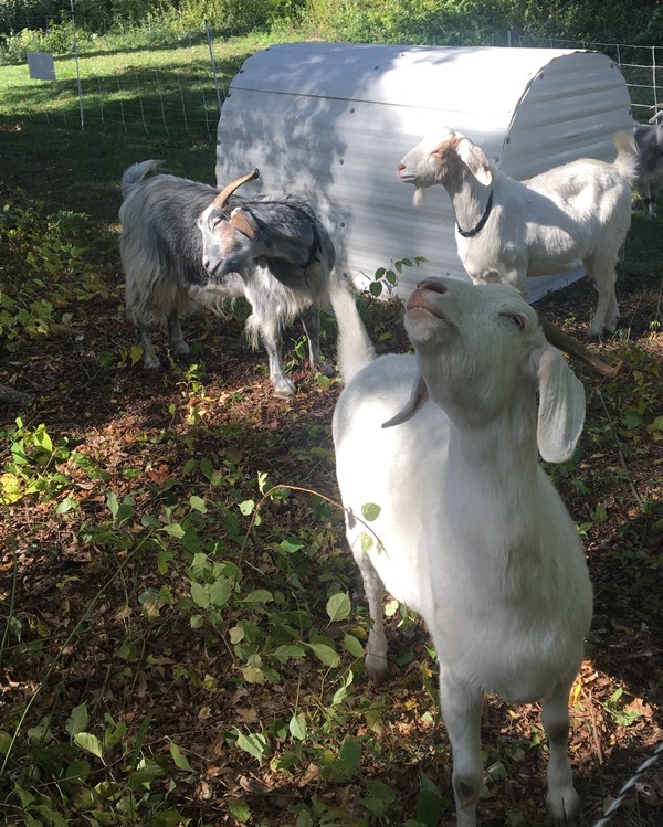 goats ar Bussey Brook Meadow