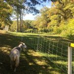 Goats Come to Bussey Brook Meadow