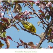 Annual Birdwalk postponed until Fall