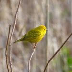Bird Walk with Bob Mayer