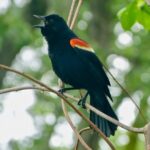May Bird Walk 2023